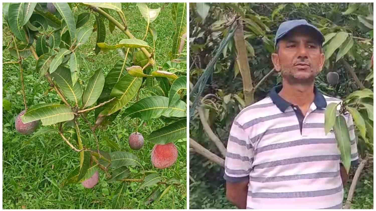 जामताड़ा में किसानों का कमाल: जापान के दुर्लभ मियाजाकी आम ने दिलाई वैश्विक पहचान