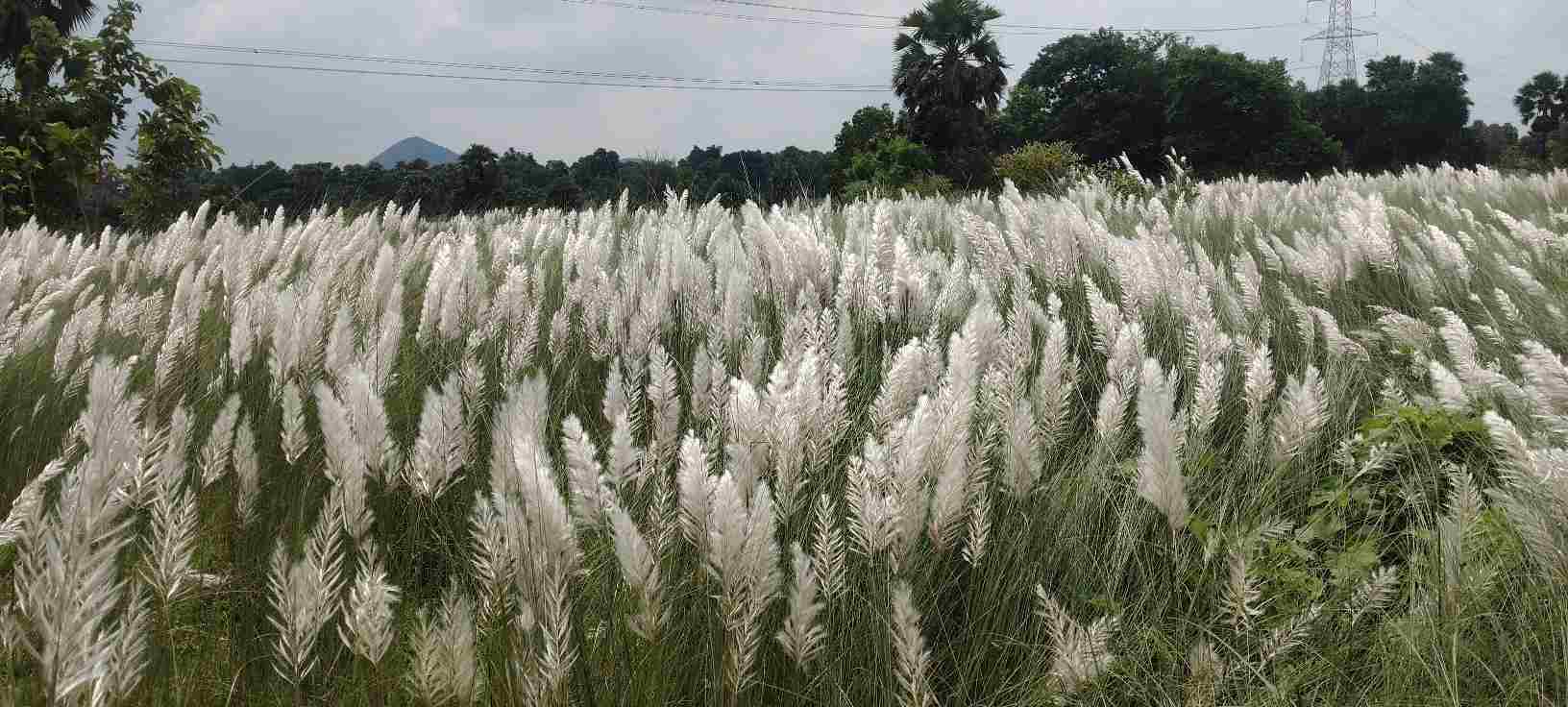 काश के फूलों ने दी शरद की दस्तक, सफेद चादर में सजी धरती ने जगाया दुर्गोत्सव का उल्लास